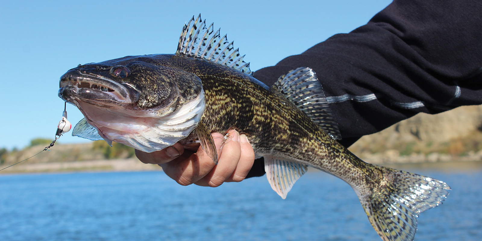 Sauger with White Jig